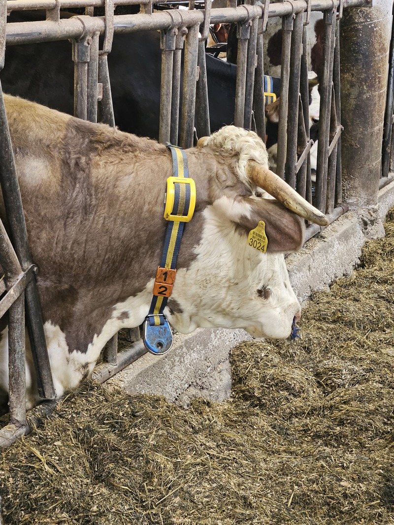 MooCollar BREA - ovratnica