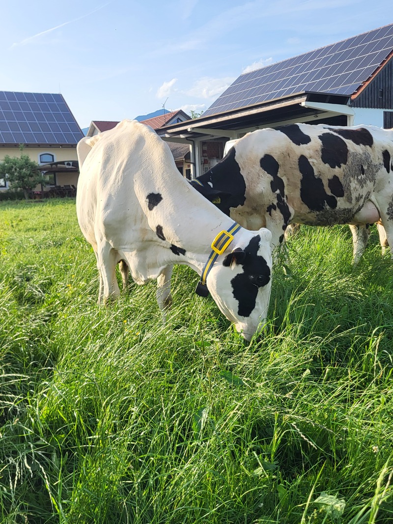 MooCollar BREA - ovratnica